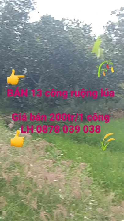 Đất nông nghiệp Đốc Bình Kiều 13.000m² giá 2.6 tỷ - Cơ hội đầu tư hấp dẫn!