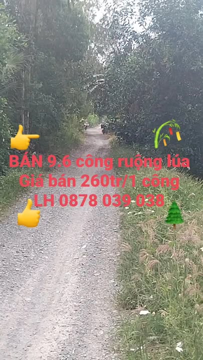 Đất nông nghiệp 9.6 công tại Đốc Bình Kiều, Tháp Mười - Giá chỉ 2.496 tỷ