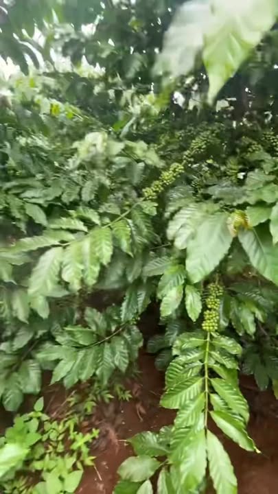 Đất nền Đắk N'Rót 3600m² - Thích hợp trồng cà phê, sầu riêng, giá thỏa thuận!