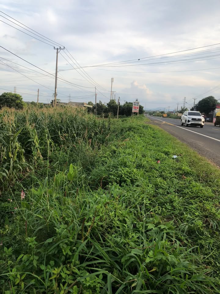 Đất mặt tiền Quốc Lộ 14 Chư Sê 700m² - Cơ hội đầu tư tuyệt vời!