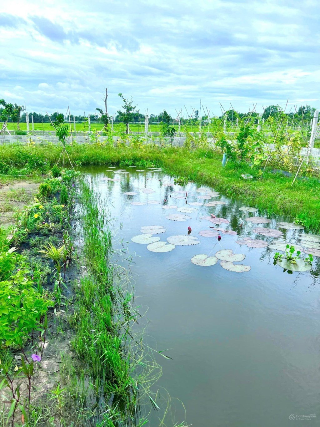 Đất vườn Gò Dầu 1000m² giá 1.2 tỷ - Đầu tư sinh lời cao!