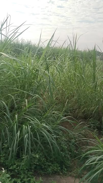 Lô đất đấu giá phường Quang Phong, Thái Hòa 160m² - Cơ hội đầu tư tuyệt vời!