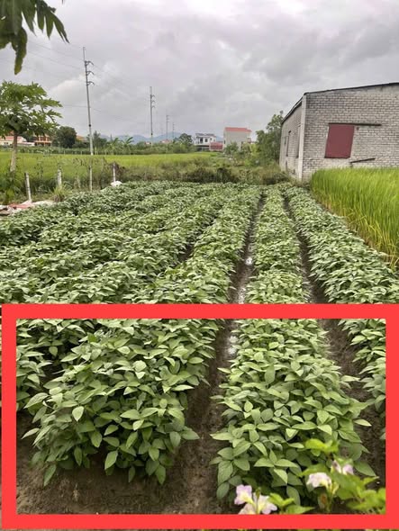 Đất nền Đại Xuân, Quế Võ 144m² giá 2 tỷ - Đường lớn ô tô vào tận nơi!