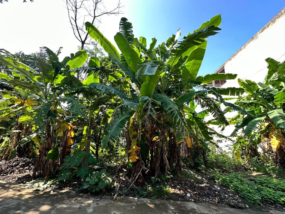 Đất Khu 1A Vân Phú 144.8m² giá 2.2 tỷ - Vị trí an ninh, tiện ích giáo dục hoàn hảo!