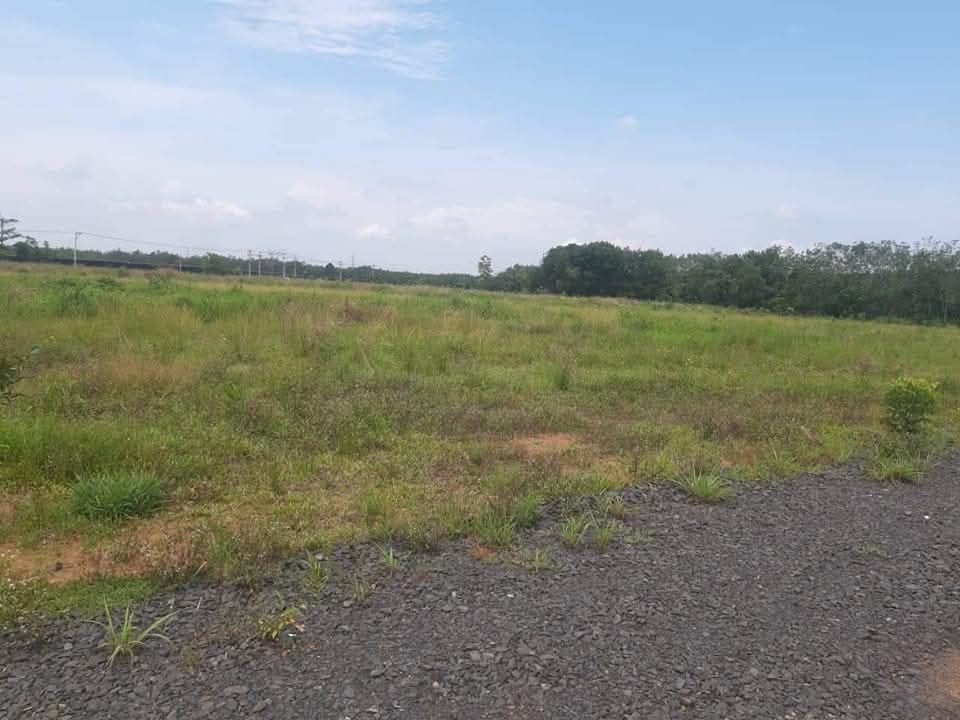 Đất nông nghiệp Lộc Thiện, Lộc Ninh 1000m² - Bán lỗ chính chủ, sổ đỏ nhanh gọn!
