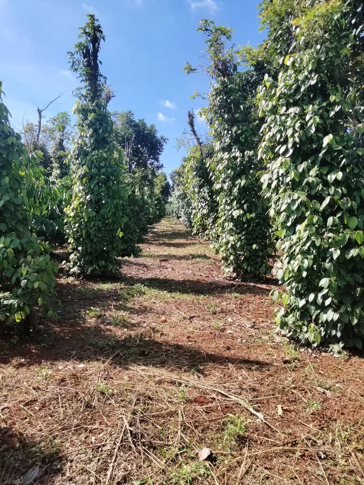 Đất nền Quảng Tâm Tuy Đức 16.000m² giá 2.5 tỷ - Mặt tiền đường lớn thuận tiện kinh doanh!