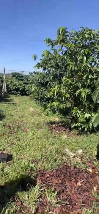 Đất vườn Ia Băng Đăk Đoa 4800m² giá 1.8 tỷ - Mặt tiền đường bê tông rộng 8m!