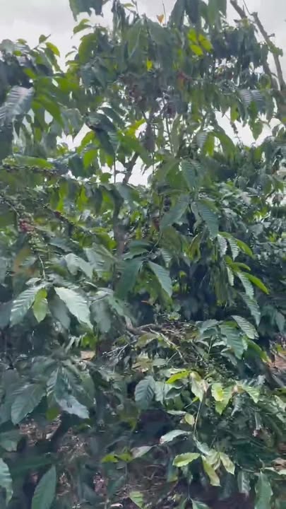 Đất Hòa Ninh Di Linh 80.000m² giá 3.05 tỷ - Sổ đỏ chính chủ, đầu tư lý tưởng!