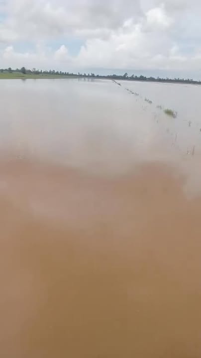 Đất ruộng 10.000 m² xã Vĩnh Điều giá 960 triệu - Cơ hội đầu tư hấp dẫn!