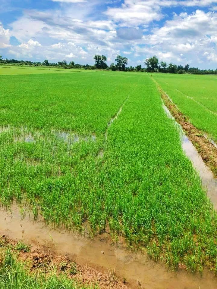 Đất nền Viên An Trần Đề 18.000m² giá 1.8 tỷ - Mặt tiền kênh, vị trí đẹp!