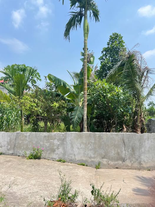 Đất nền Chương Dương - Thường Tín 80m² giá 2.95 tỷ - Đầu tư sinh lời dễ dàng!