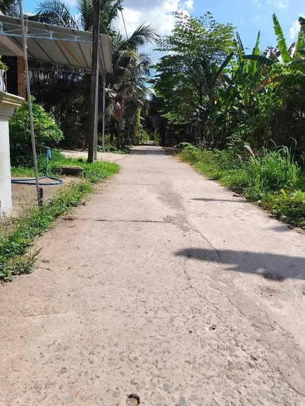 Farm Bến Tre 4200m² giá 1.344 tỷ - Vườn cây ăn trái tuyệt đẹp!