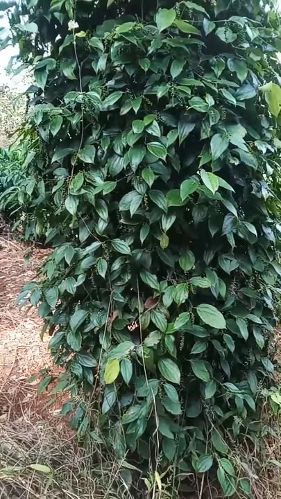 Đất vườn 40,000m² tại xã Đăk Ơ, Bù Gia Mập - Giá chỉ 3.2 tỷ, đầu tư sinh lời!