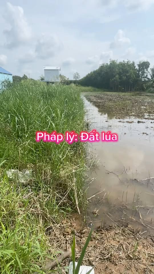 Đất mặt tiền Quảng Lộ - Phụng Hiệp 4.800m² giá 2.2 tỷ - Đầu tư sinh lời hấp dẫn!