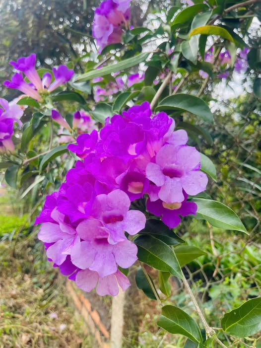 Đất thổ cư Ea Păl, Ea Kar 240m² giá chỉ 165 triệu - Cơ hội vàng cho nhà đầu tư!