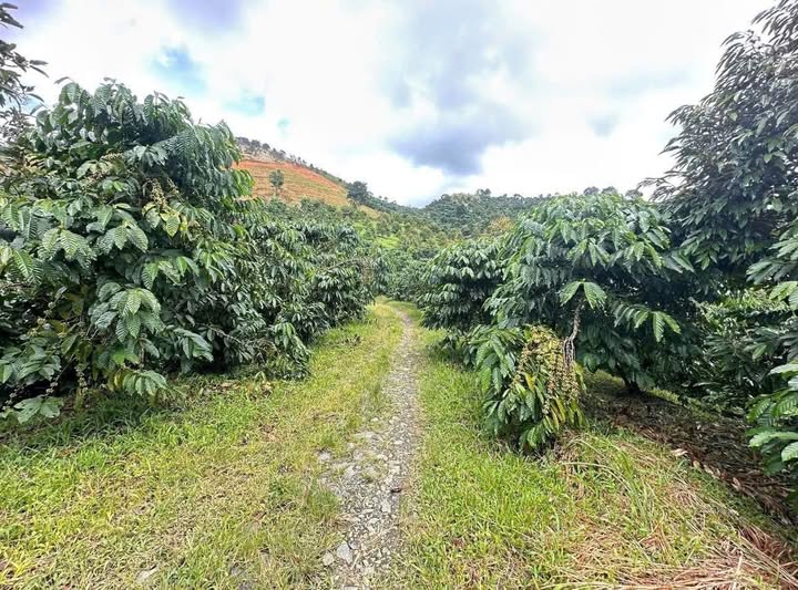 Farm 1ha tại thôn 4 Lộc Bắc, Bảo Lâm, Cao Bằng giá 2.8 tỷ - Đường ô tô tận nơi!