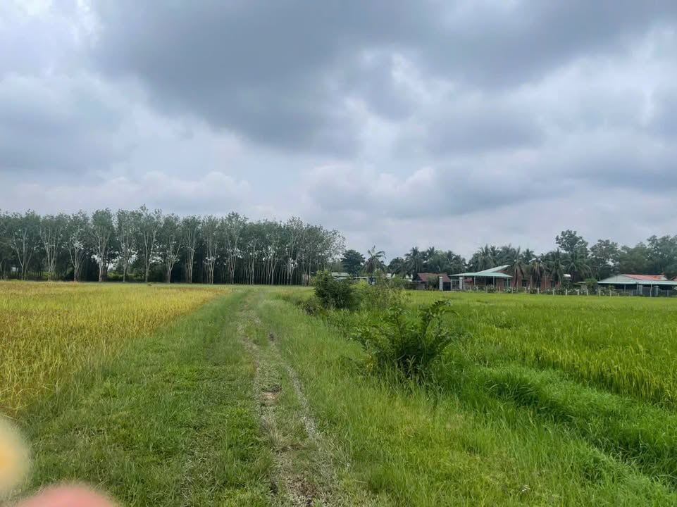 Đất nền Lộc Hưng Trảng Bàng 10.000m² giá thỏa thuận - Tiềm năng đầu tư lớn!