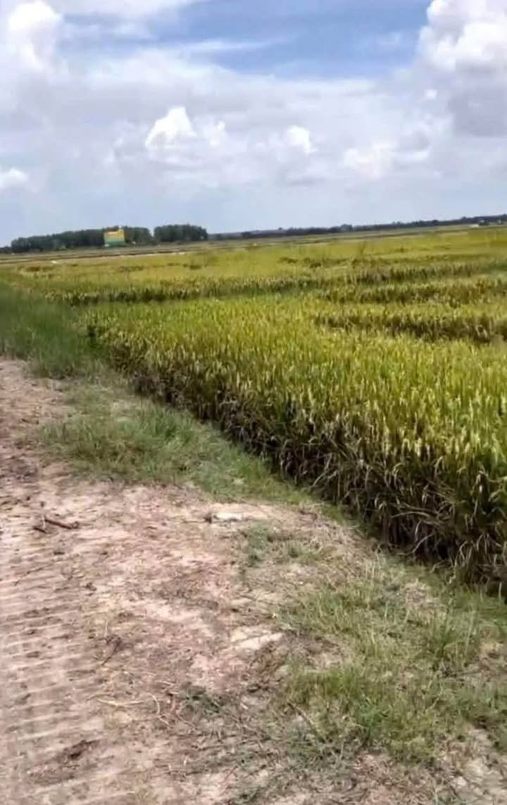 Đất nền Phước Vinh Châu Thành 34,000m² giá thỏa thuận - Cơ hội đầu tư hấp dẫn!