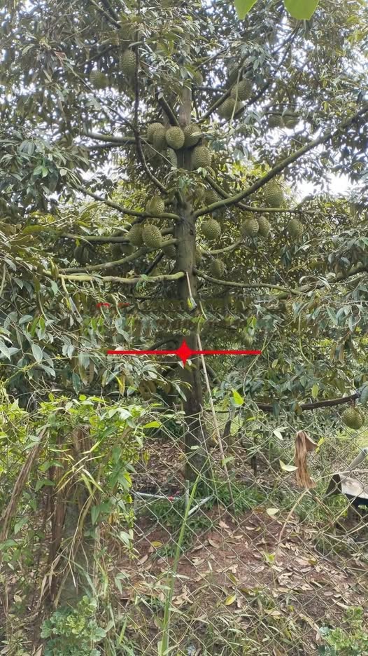 Đất trồng sầu riêng 2 công xã Phú Phụng Chợ Lách giá chỉ 480 triệu - Đầu tư sinh lời ngay!