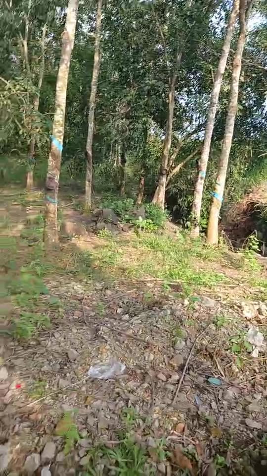 Đất nền xã Tân Lâm, Xuyên Mộc 9.400m² giá 3.76 tỷ - Mặt tiền 38m, đường nhựa rộng rãi!