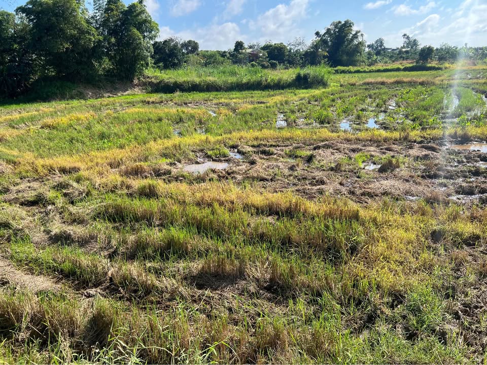 Đất ruộng 19m² tại xã Phú Xuân, Krông Năng chỉ 200 triệu - Cơ hội đầu tư hấp dẫn!