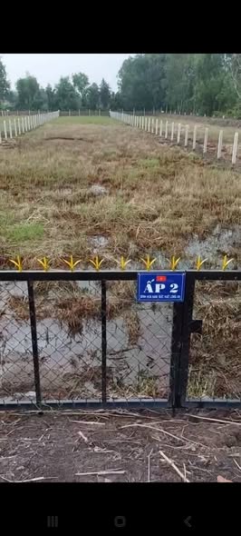 Đất lúa 1000m² ấp 2 Bình Hòa Nam, Đức Huệ chỉ 380 triệu - Cơ hội đầu tư tốt!