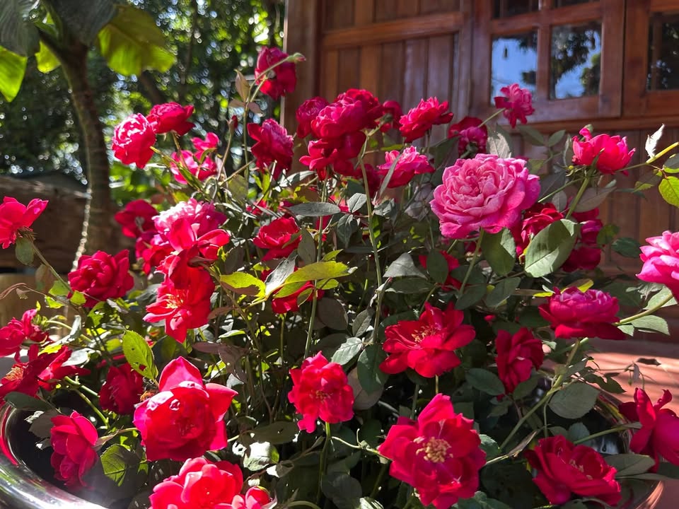 Nhà phố Bạch Đằng, phường Lang Biang, Đà Lạt 50m² giá 1.35 tỷ - Sẵn sàng dọn vào ở!