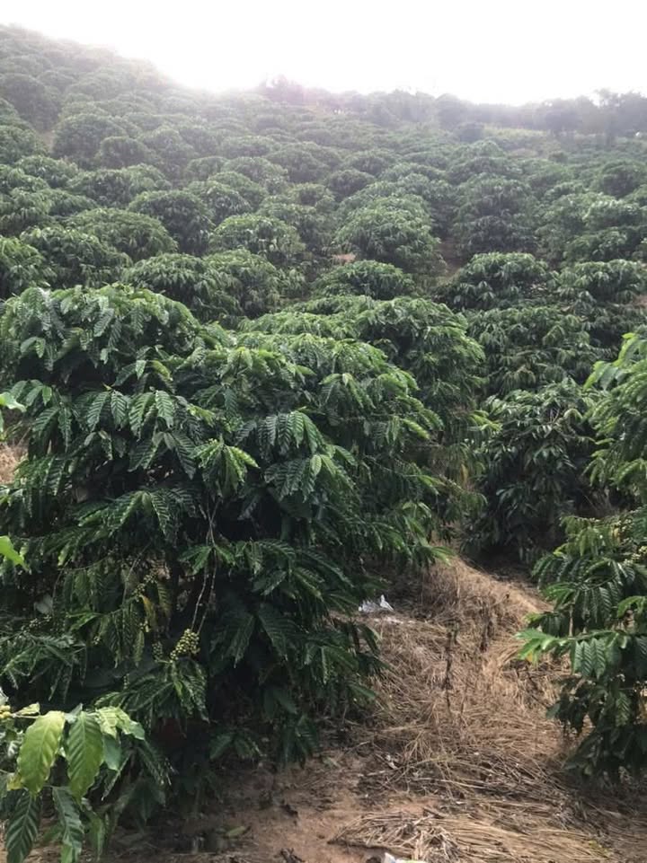 Đất nền Phú Sơn 23.000m² giá 2.5 tỷ - Sổ đỏ chính chủ, thương lượng ngay!