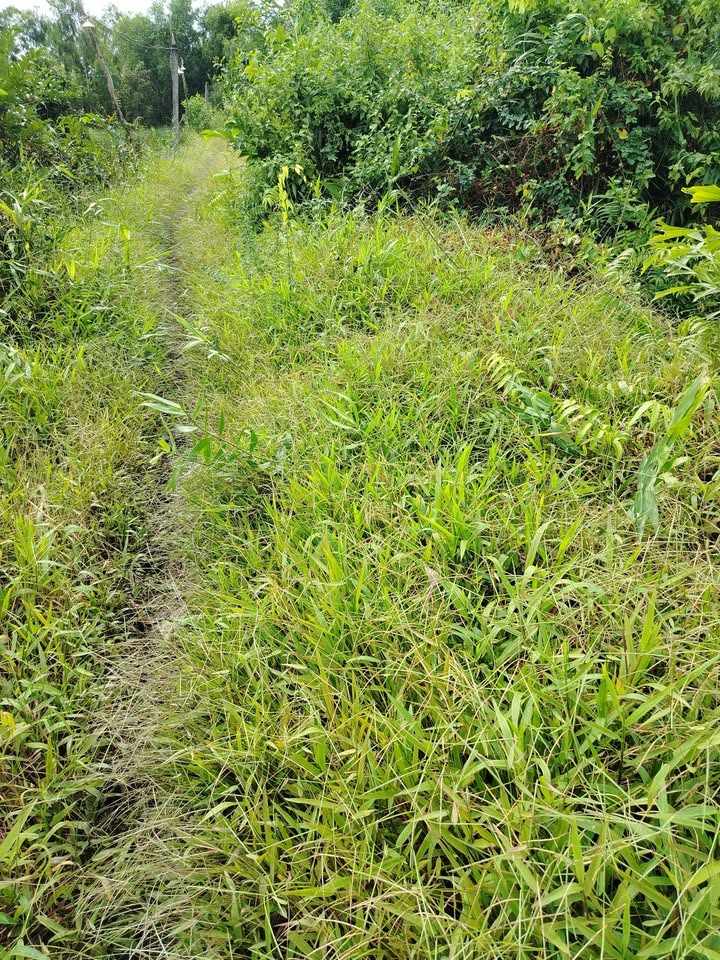 Đất vườn 500m² xã Phước Tuy, Cần Đước - Giá chỉ 650 triệu!