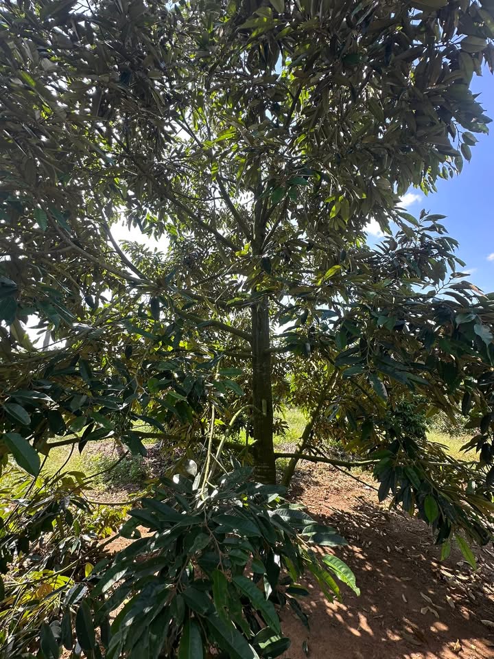 Farm đất sầu riêng 3000m² tại Xuân Phú - Giá 1 tỷ, thu hoạch cao!