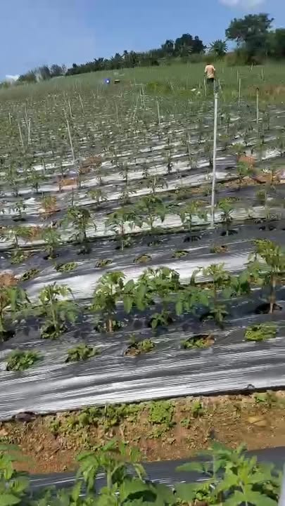 Đất nền 2ha Tân Hội, Đức Trọng giá 9 tỷ - Sổ Hồng chính chủ!