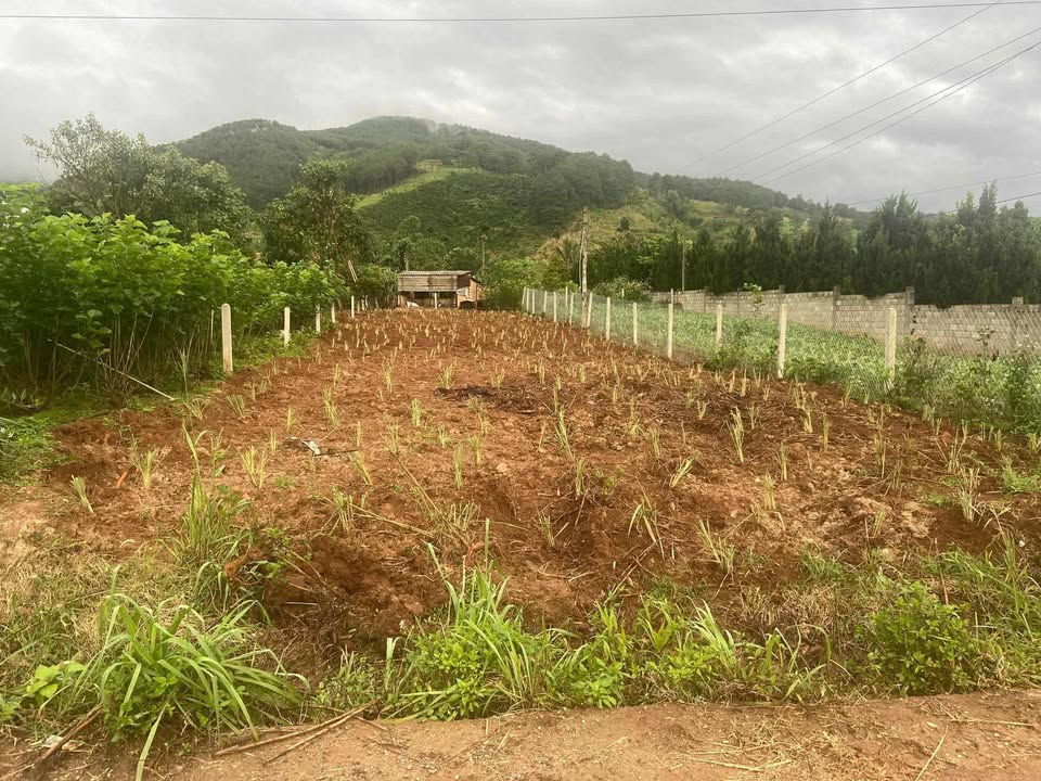 Đất nền Lâm Hà 500m² giá thỏa thuận - Cơ hội đầu tư hấp dẫn!