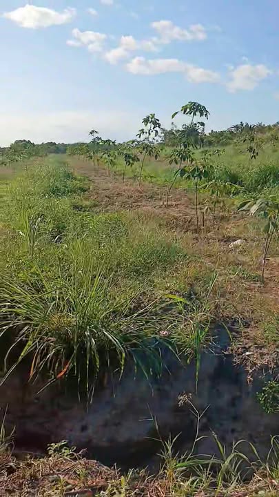 Đất nền 4,6ha tại Ia Le, Chư Pưh, Gia Lai giá chỉ 1,5 tỷ - Cơ hội đầu tư hấp dẫn!