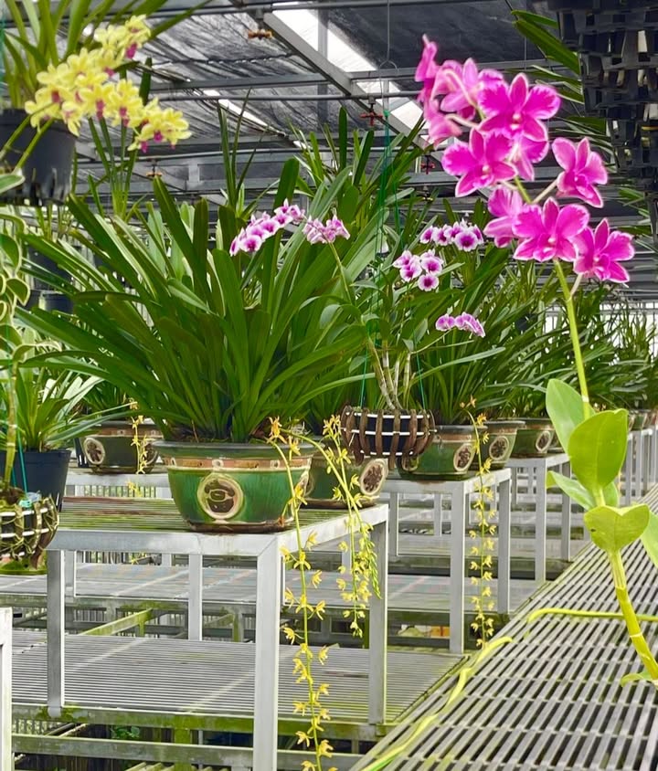 Đất thổ cư Tịnh Hà 429m² giá chỉ 700 triệu - Cơ hội đầu tư sinh lời!