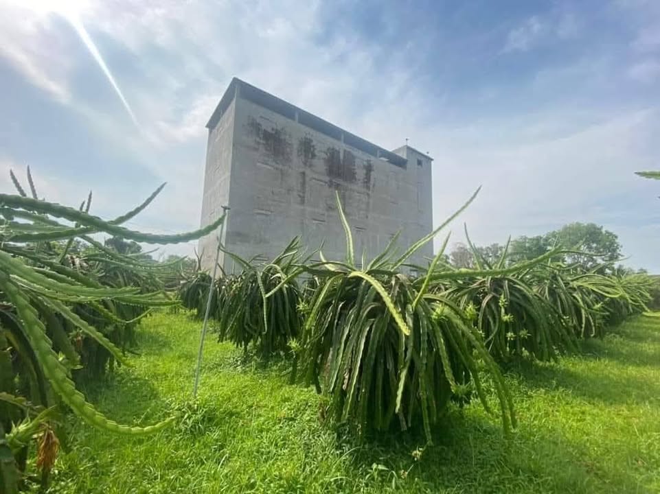 Farm Yến và vườn thanh long Hàm Liêm 2368m² giá 2.099 tỷ - Cơ hội đầu tư hấp dẫn!