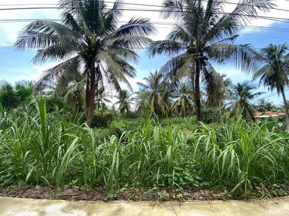 Đất nền ấp Hòa Lạc, xã Bình Ninh, 126m² giá 250 triệu - Đầu tư sinh lời ngay!