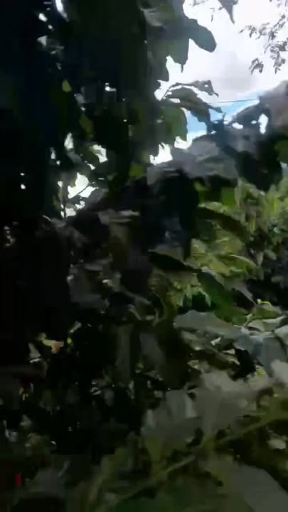 Đất vườn Đinh Trang Hoà 28,800m² giá 380 triệu - Cơ hội đầu tư tuyệt vời!