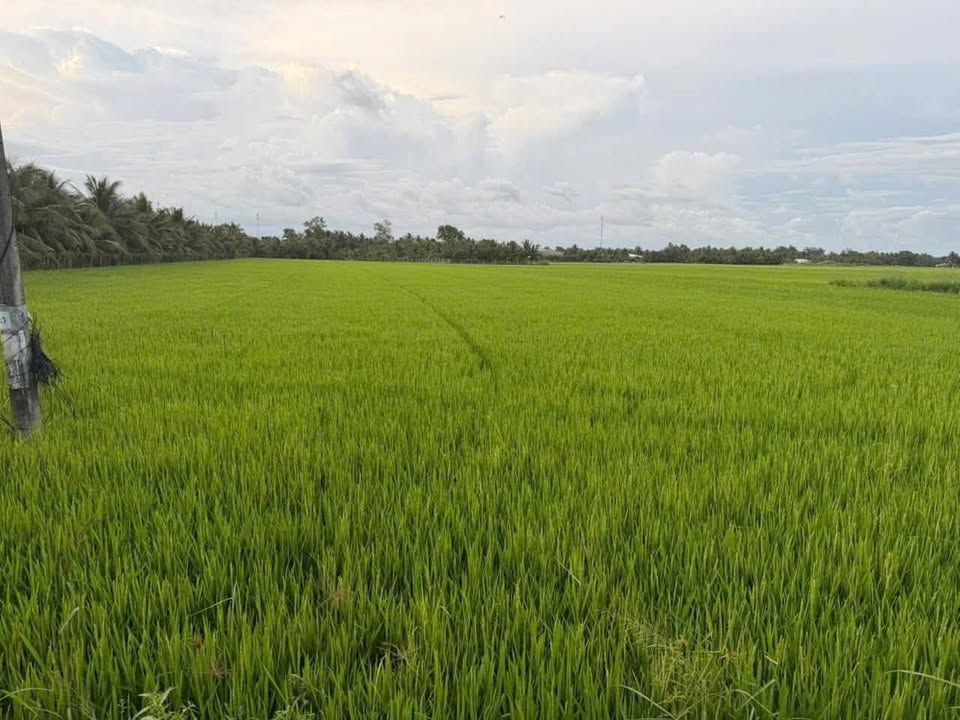 Đất lúa 8400m² mặt tiền kênh Tân Hòa Vĩnh Long - Giá chỉ 190 triệu
