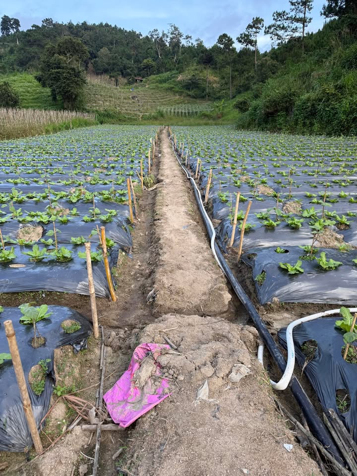 Đất sào giá rẻ tại Quảng Lập, Đơn Dương - Diện tích 1908m², chỉ 2.072 tỷ!