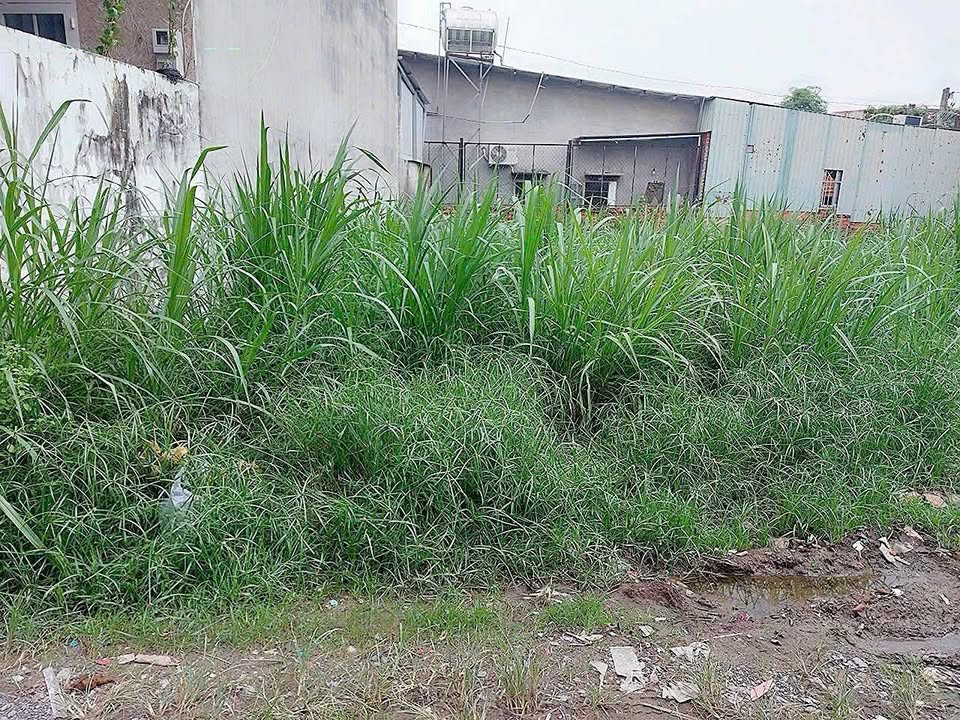 Đất thổ cư Tân Thạnh Đông Củ Chi 85m² giá 1,25 tỷ - Đường ô tô tới đất!