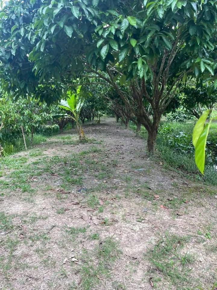 Đất vườn Nhơn Ái Phong Điền 2.259m² giá 2.711 tỷ - Nghỉ dưỡng lý tưởng!