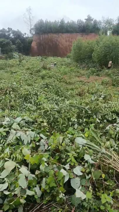 Đất thổ cư Phù Ninh 2000m² giá thỏa thuận - Cơ hội đầu tư tuyệt vời!