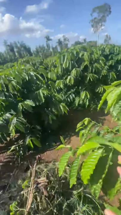 Đất nông nghiệp 3 sào tại Ea Phê, Krông Pắc - Giá chỉ 1.296 tỷ, trồng cà phê sẵn!