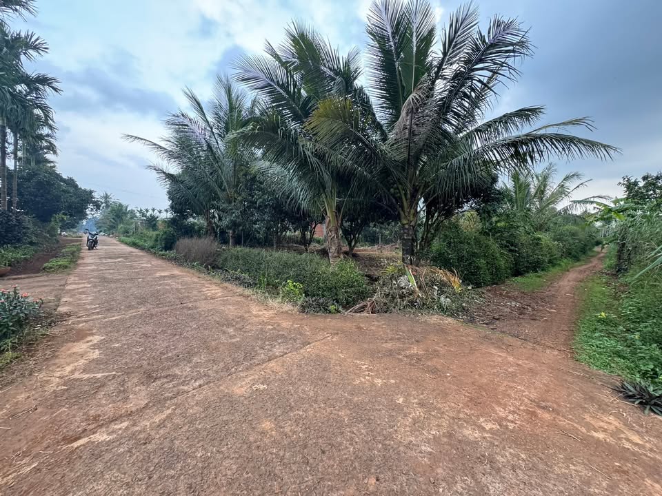 Đất nền Cư Bao, Buôn Hồ 600m² - Vị trí đẹp, gần mọi tiện ích!