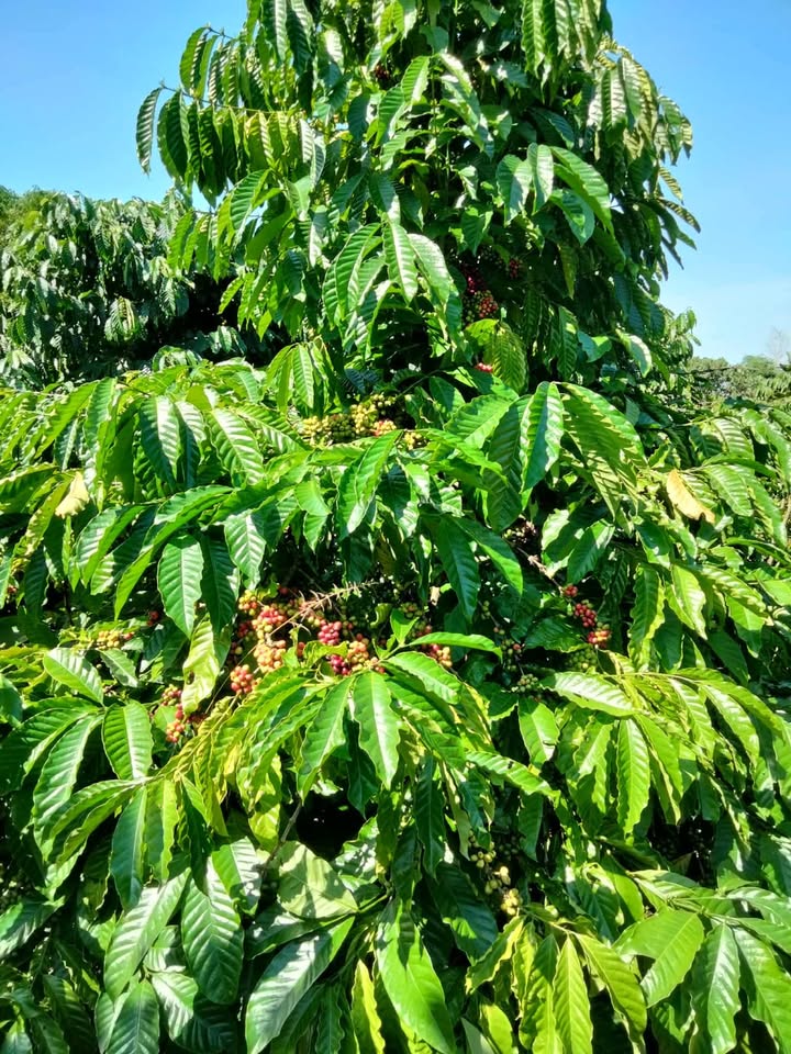 Đất trích lục xã Ea Tir 1ha giá 1.5 tỷ - Đầu tư sinh lời hấp dẫn!