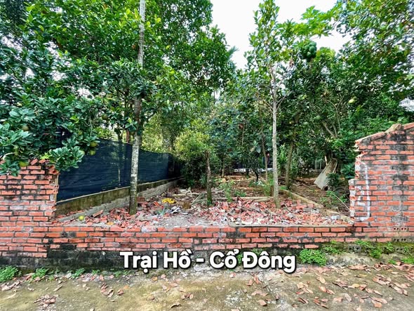 Đất nền 100m² Thôn Trại Hồ, Cổ Đông, Thạch Thất - Đầu tư sinh lời ngay!