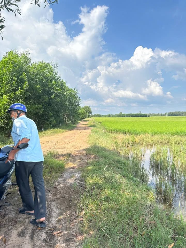 Đất lúa An Hòa, Châu Thành, Tây Ninh 1000m² giá 250 triệu - Cơ hội đầu tư hấp dẫn!