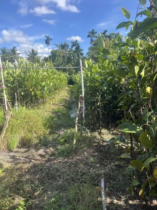 Đất nền Vĩnh Thành, Chợ Lách 2000m² giá 450 triệu - Cơ hội đầu tư hấp dẫn!