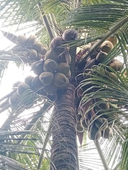 Đất vườn dừa 5 mẫu tại Thạnh Trị, Bình Đại - Lợi nhuận hàng tháng ổn định!