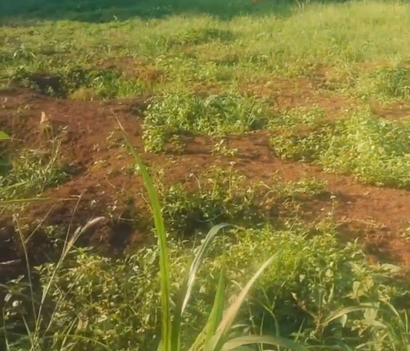 Đất nền 10,000m² tại Cư M'gar, Đắk Lắk - Giá chỉ 1.35 tỷ - Cơ hội đầu tư hiếm có!